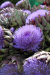 Foto: Artischockenblüte Artischockenblüte