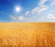 field of wheat with shining sun. field of wheat with shining sun.