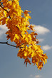 autumn branch