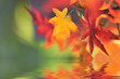 Herbstlaub Herbstlaub