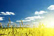 Foto: field of grass and sunset field of grass and sunset