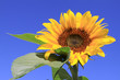 sonnenblume und himmel
