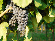 Rote Trauben auf Weinrebe