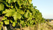 Weinreben