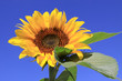 sonnenblume,blume
