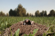 Foto: black mole black mole