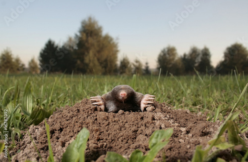 Photo: black mole black mole