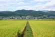田んぼのある村