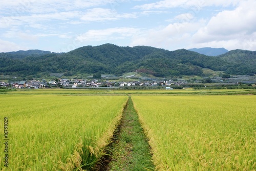 Photo: 田んぼのある村 田んぼのある村