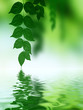 Green leaf reflection on the water