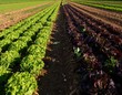 Salatfeld