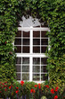 Foto: zugewachsenes fenster zugewachsenes fenster