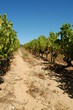 Vignes