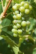 Vignes