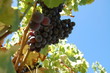 Vignes