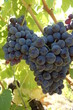 Vignes