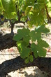 Vignes