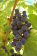 Vignes
