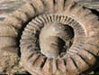 Ammonit mit Gryphaea