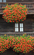Geranien an Bauernhaus