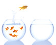 Photo: different color goldfish jumping different color goldfish jumping