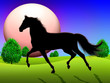 Cavallo su Prato-Horse on Field-Cheval sur l'Herbe