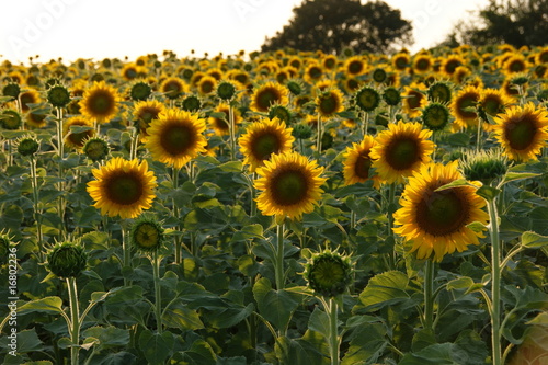 Photo: back sun back sun