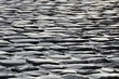 Cobblestones after the rain #1