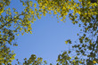 Leaves of trees over the blue sky of the end of an autumn day