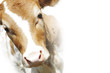 red cow on a white background