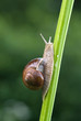 edible snail