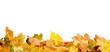 Autumn leaves on the ground Autumn leaves on the ground