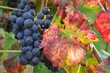 rote Weintrauben
