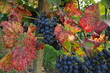 rote Weintrauben