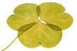 feuille sèche de trèfle