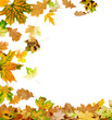 Autumn oak and maple leaves falling to the ground