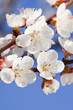 spring beauty