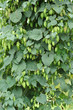 Hopfen an der Pfalnze zur Erntezeit