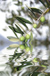 olive riflesse
