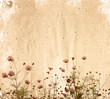 Photographie : old flower