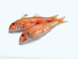 Red Mullet (Rotbarbe)