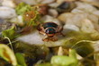 Gelbrandkäfer