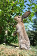 Hase