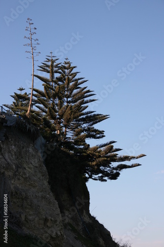 Photo: Tree on the rocks Tree on the rocks