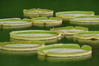 nenuphars jardin zen japon