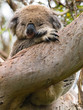 Foto: Koala Koala