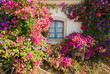 Overgrown Flowers