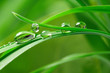 drops with green grass drops with green grass