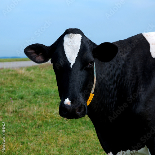 Photo: Vache Holstein excellente laitière Vache Holstein excellente laitière