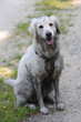 Hundeglück